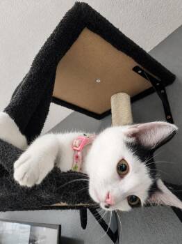Joy -  Domestic Short Hair Cat for Adoption in Johnson City, Tennessee - Joy | PetCurious