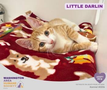 Little Darlin -  Domestic Short Hair Cat for Adoption in Eighty Four, Pennsylvania - Little Darlin | PetCurious