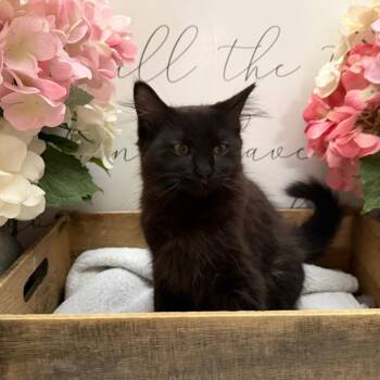 American Shorthair Cats Available for Adoption - Nefy | PetCurious