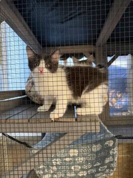 Doo Wop -  Domestic Short Hair Cat for Adoption in Salisbury, North Carolina - Doo Wop | PetCurious