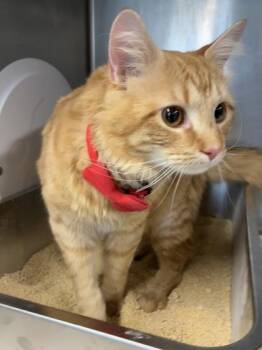 Domestic Medium Hair and Domestic Short Hair Cats Available for Adoption in West Chester, Pennsylvania - Luffy | PetCurious