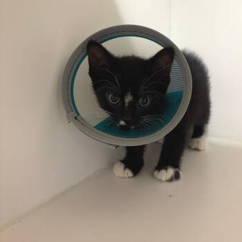 Domestic Short Hair Cats Available for Adoption in Phoenix, Arizona - Tuxedo Sam | PetCurious