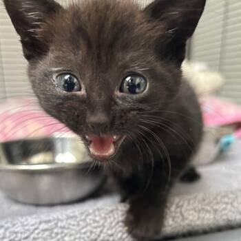 Estrellita -  Domestic Short Hair Cat for Adoption in Dallas, Texas - Estrellita | PetCurious
