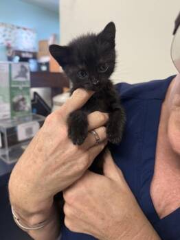 Domestic Short Hair Cats Available for Adoption in Mobile, Alabama - Gertrude | PetCurious