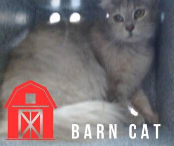 Domestic Short Hair Cats Available for Adoption in Salinas, California - FELICITY | PetCurious