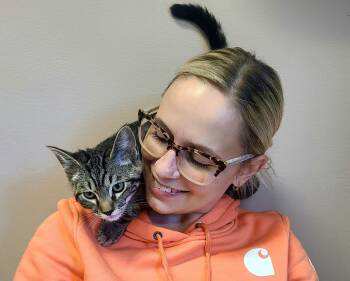 Junior -  Domestic Short Hair Cat for Adoption in Kirkland, Washington - Junior | PetCurious