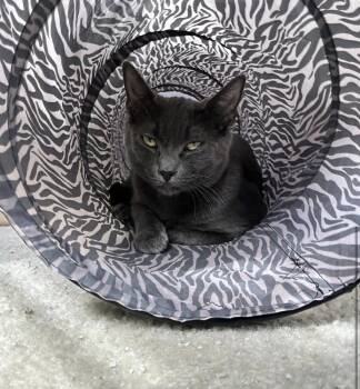 Domestic Short Hair Cats Available for Adoption in Telford, Pennsylvania - Sapphire (Crest View Crew) | PetCurious
