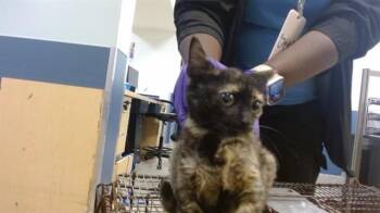 Domestic Short Hair Cats Available for Adoption in Doral, Florida - PIXIE | PetCurious