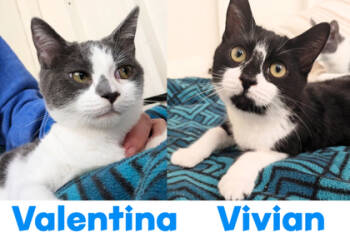 Rescue Domestic Short Hair Cats for Adoption in Encinitas, California - Vivian | PetCurious