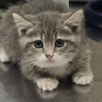 Tumbles -  Domestic Short Hair Cat for Adoption in Wickenburg, Arizona - Tumbles | PetCurious