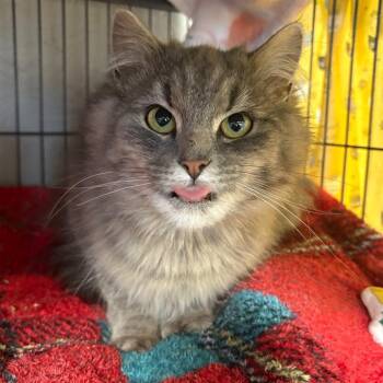 Domestic Medium Hair Cats Available for Adoption in Puslinch, Ontario - Aquarius | PetCurious