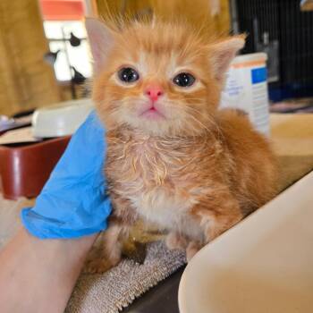 Pouncey -  Domestic Short Hair Cat for Adoption in Park Falls, Wisconsin - Pouncey | PetCurious