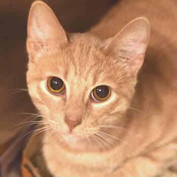 Cookie -  Domestic Short Hair Cat for Adoption in Belleville, Illinois - Cookie | PetCurious