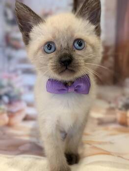 Siamese Cats Available for Adoption in Fremont, California - Kindle | PetCurious