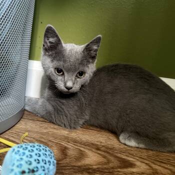 Sylvester -  Russian Blue Cat for Adoption in Brighton, Illinois - Sylvester | PetCurious