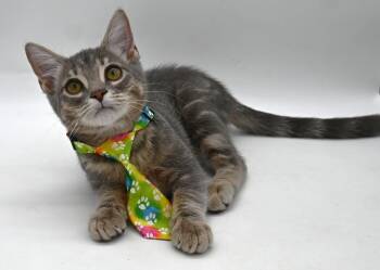Moonie -  Domestic Short Hair Cat for Adoption in Mobile, Alabama - Moonie | PetCurious