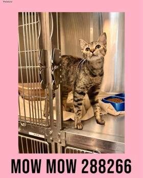 Domestic Short Hair Cats Available for Adoption in Macon, Georgia - MOW MOW | PetCurious