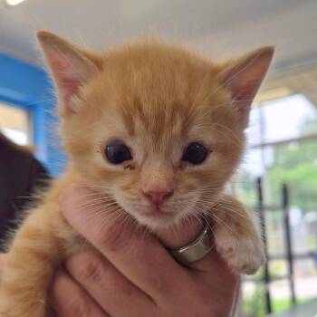 Dorito -  Domestic Short Hair Cat for Adoption in Montgomery, Alabama - Dorito | PetCurious