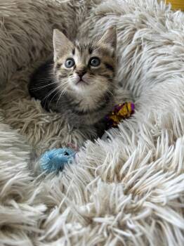 Kingpin -  Domestic Short Hair Cat for Adoption - Kingpin | PetCurious