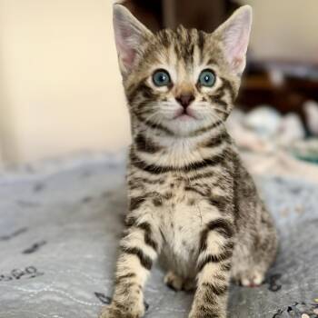 Hazel -  Domestic Short Hair Cat for Adoption in Ottawa, Ontario - Hazel | PetCurious