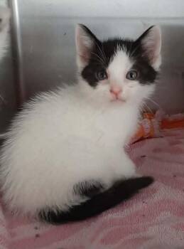 Creole -  Domestic Medium Hair Cat for Adoption in Georgetown, Ohio - Creole | PetCurious