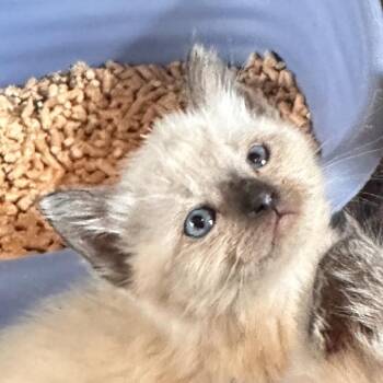 Skidmark -  Domestic Short Hair Cat for Adoption in Rocky Mount, Virginia - Skidmark | PetCurious