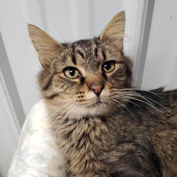 Rescue Domestic Medium Hair Cats for Adoption in Marseilles, Illinois - Chestnut | PetCurious