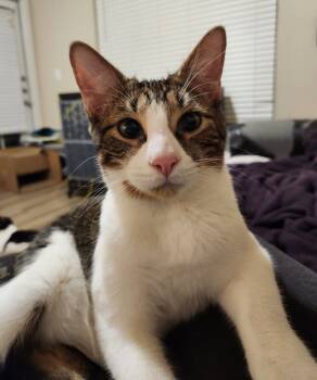 Rescue Domestic Short Hair Cats for Adoption in San Antonio, Texas - Oatmeal | PetCurious