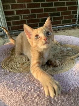 Jetta -  Domestic Medium Hair Cat for Adoption in Virginia Beach, Virginia - Jetta | PetCurious