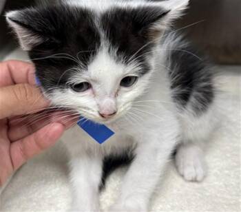 BRUCE -  Domestic Medium Hair Cat for Adoption in Camarillo, California - BRUCE | PetCurious