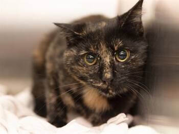 CASIE -  Domestic Short Hair Cat for Adoption in Phoenix, Arizona - CASIE | PetCurious