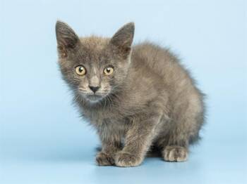 Domestic Short Hair Cats Available for Adoption in Phoenix, Arizona - BIRDY | PetCurious
