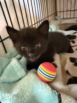 Ween -  Bombay Cat for Adoption in Paulina, Louisiana - Ween | PetCurious
