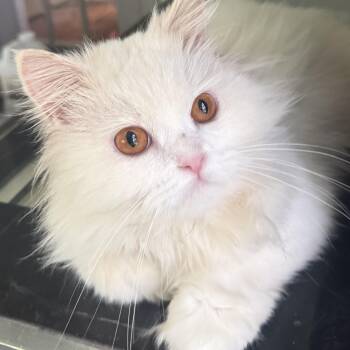 Special Sweet Snowball -  Persian Cat for Adoption in Woodbridge, Virginia - Special Sweet Snowball | PetCurious