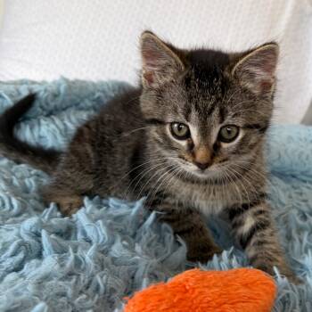 Domestic Short Hair Cats Available for Adoption in Eaton Rapids, Michigan - Vito Purrleone 56144 | PetCurious