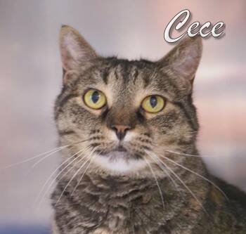 Rescue Domestic Short Hair Cats for Adoption in Middle Township, New Jersey - Cece | PetCurious