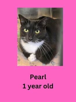 Pearl -  Domestic Short Hair Cat for Adoption in Ravenna, Ohio - Pearl | PetCurious