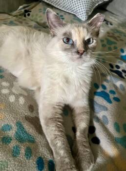 Snowball -  Domestic Medium Hair and Snowshoe Cat for Adoption in Houston, Texas - Snowball | PetCurious