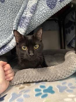 COI -  Domestic Short Hair Cat for Adoption in Kalamazoo, Michigan - COI | PetCurious