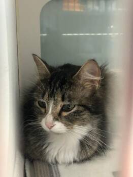 Domestic Long Hair Cats Available for Adoption in Muskegon, Michigan - Meryl | PetCurious