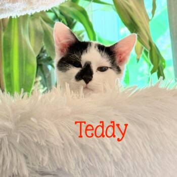 Teddy...a gentle little soul with a heart worth waiting for -  Domestic Short Hair Cat for Adoption in Murfreesboro, Tennessee - Teddy...a Gentle Little Soul With A Heart Worth Waiting For | PetCurious