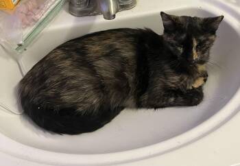 Domestic Short Hair Cats Available for Adoption in Fruit Heights, Utah - Honey Mama | PetCurious