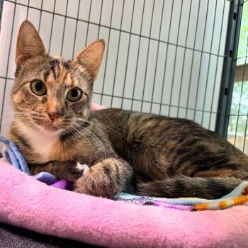 Domestic Short Hair Cats Available for Adoption in Magnolia, Texas - Miranda | PetCurious