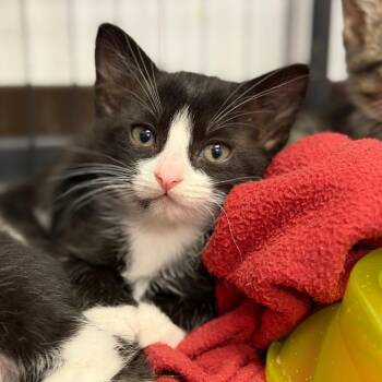 Jinx -  Domestic Short Hair Cat for Adoption in Fort Smith, Arkansas - Jinx | PetCurious