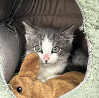 Rescue Domestic Short Hair Cats for Adoption in Chicago, Illinois - Niobium | PetCurious