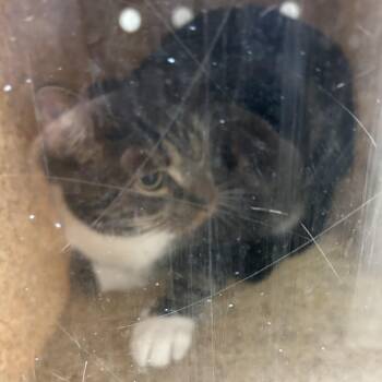 Valentina -  Domestic Short Hair Cat for Adoption in Philadelphia, Pennsylvania - Valentina | PetCurious