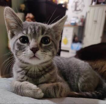 Kora -  Tabby Cat for Adoption in Knoxville, Tennessee - Kora | PetCurious