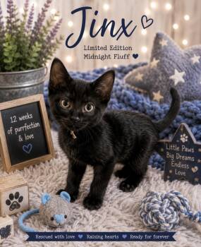 Jinx -  Domestic Short Hair Cat for Adoption in Ephrata, Washington - Jinx | PetCurious