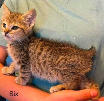 Domestic Short Hair Cats Available for Adoption in El Dorado, Arkansas - McCormick | PetCurious