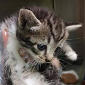 Alexander Qinglong -  Domestic Short Hair Cat for Adoption in Williston, Florida - Alexander Qinglong | PetCurious